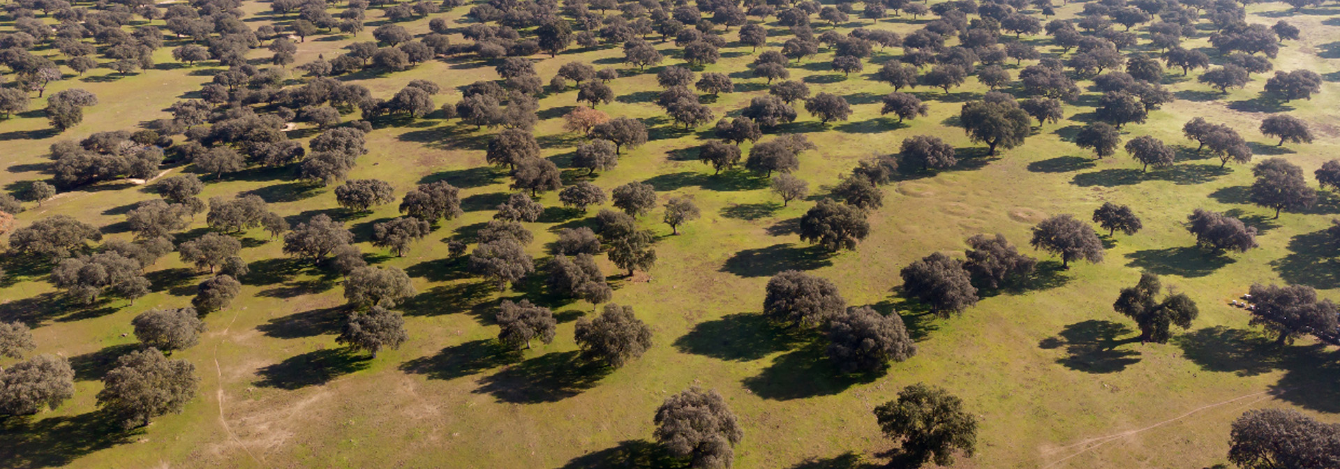 Dehesa de encinas donde se crían los cerdos ibéricos de Mencas