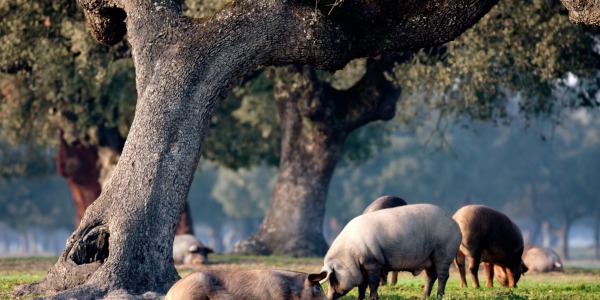 Temporada de Montanera para el cerdo Ibérico