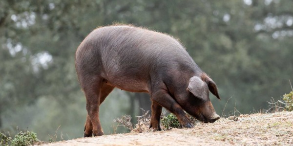 Las razas del cerdo ibérico